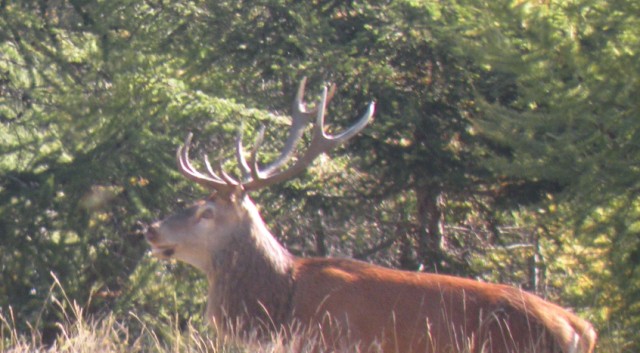 Strategie riproduttive del cervo (Cervus elaphus)